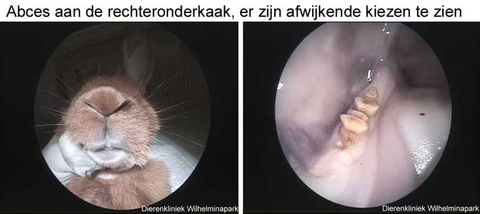 Konijn met abces door kiezen